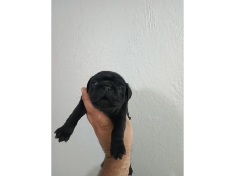 Pug mobs bebekler