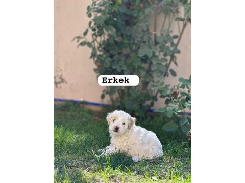 58 günlük terrier yavrular gaziantep