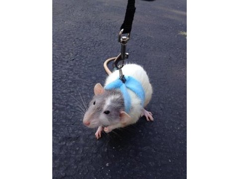 Rat - dumbo rat yavrular ve malzemeleri adrese teslim var