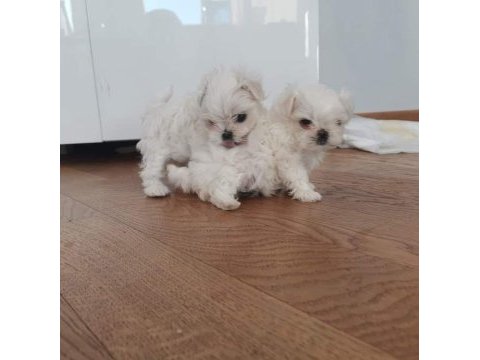 Safkan kore maltese sıfır boy