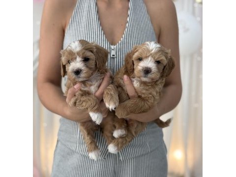 Maltipoo prensesler
