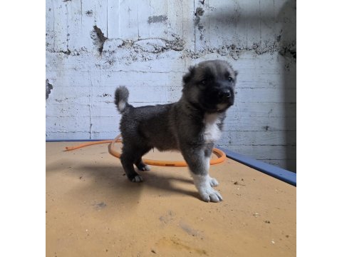 Gerçek kurtçul kangal yavrusu