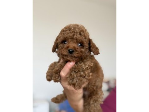 2 aylık toy poodle yavrular yeni ailelerini arıyor