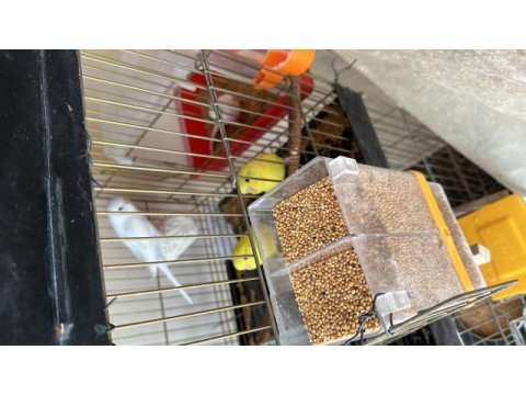 Yeni yeme düşmüş sarı ve beyaz muhabbet kuşu