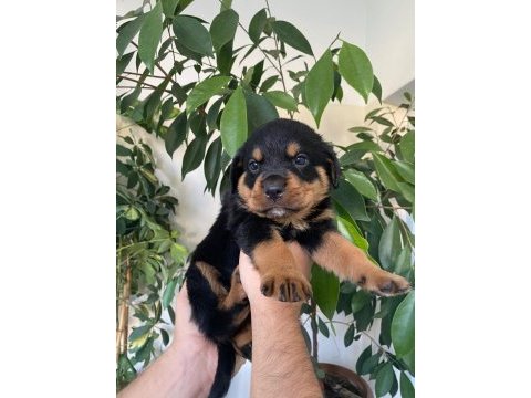 Kusursuz rottweiler bebekler