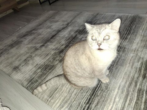 British shorthair 7 yaşında