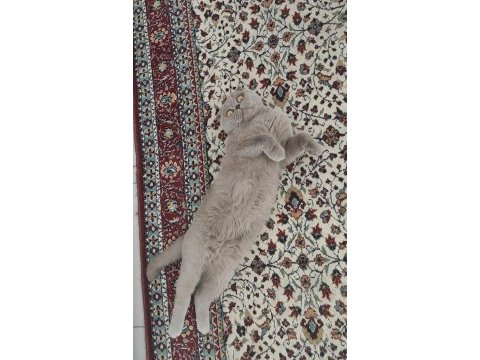 Babamıza ve güzel dişi kedimize ömürlük yuva arıyoruz