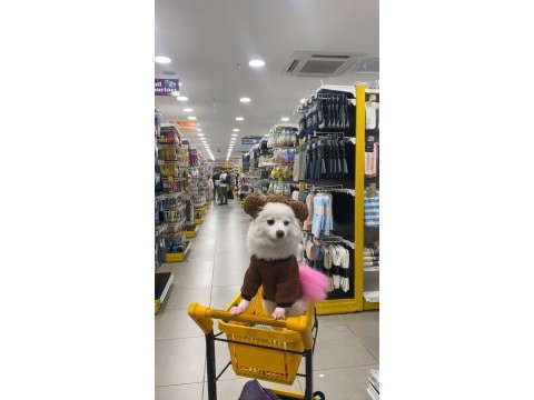 Pomeranian tilki surat