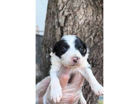 Border collie yavrularımız