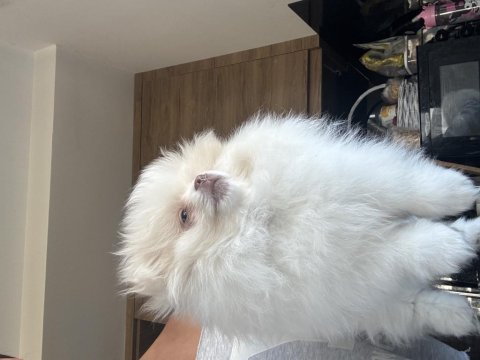 Erkek çocuk snow pomeranian