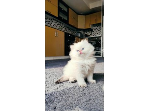Full şecereli british longhair prensese yuva arıyorum