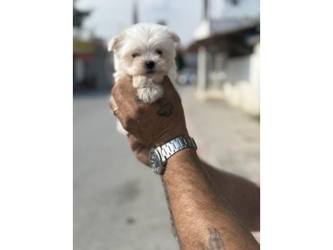 A kalite teacup 2.5 kg garantili erkek maltese yavrumuz