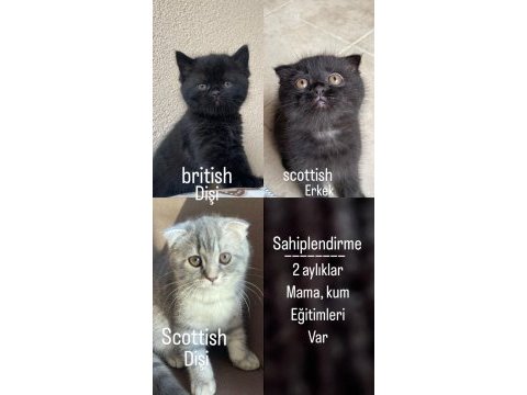 Scottish fold british shorthair yavrular