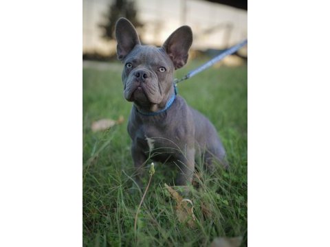 Lilac erkek french bulldog