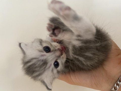 British shorthair kedimiz sahiplendirilecektir