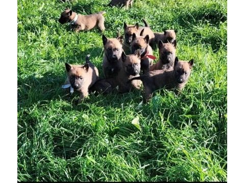 Kral babadan malinois yavrular