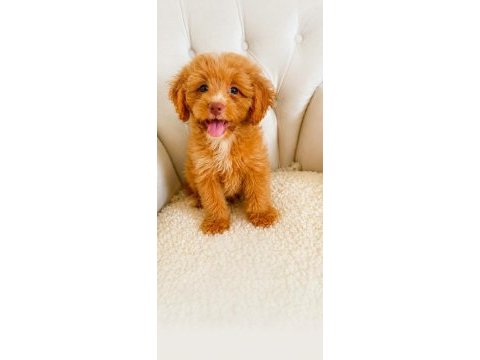 Maltipoo erkek