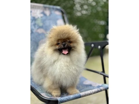 Ayı surat pomeranian boo yavruları