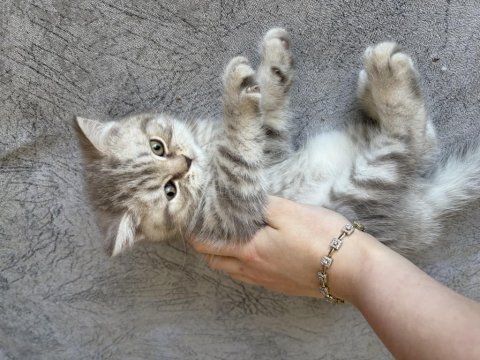Yavru british shorthair prensesler