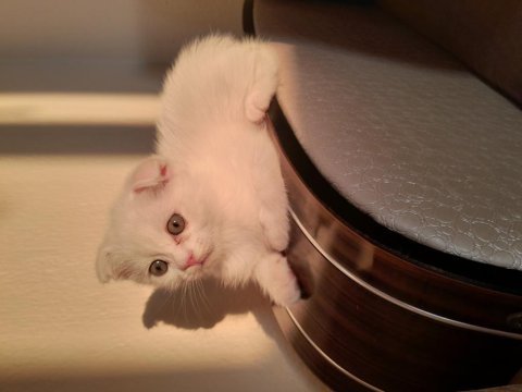 Beyaz scottish fold