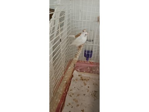 2 takım çok uyguna bengal ispinozu