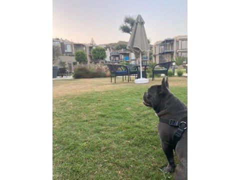 Sahiplendirlecektir french bulldog