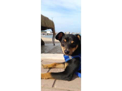 Yerinde duramayan chihuahua