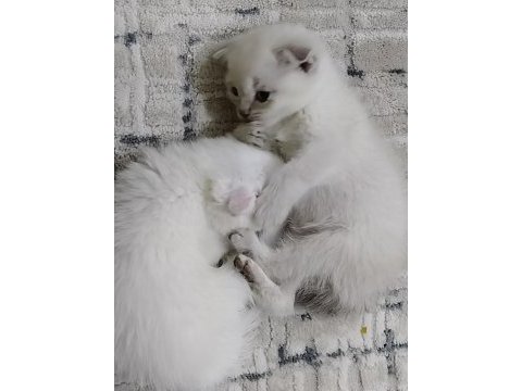 Ciddi alıcı arasın scottish fold