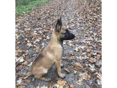 Belçika kurdu (malinois) köpeği