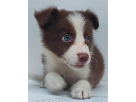 Kahverengi beyaz border collie yavru