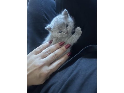 British shorthair yavrular