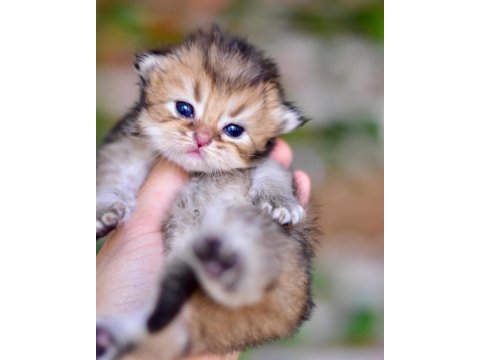 British longhair erkek