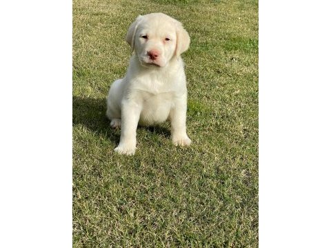 Safkan labrador retriever yavruları