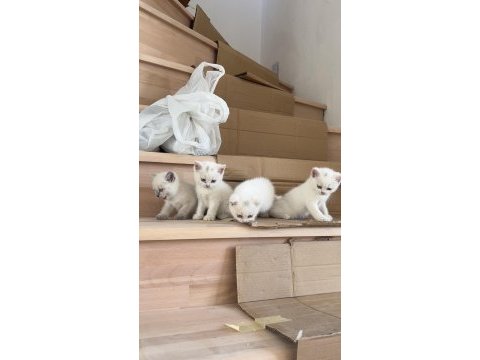 Çok acil uyguna british shorthair