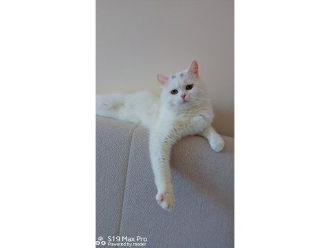 Baba tam eğitimli ve deneyimli british shorthair