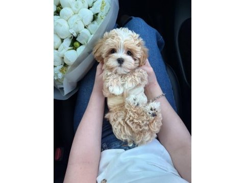 Maltipoo yavrularımız