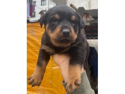 Orijinal rottweiler a kalite anne baba dan yavrular