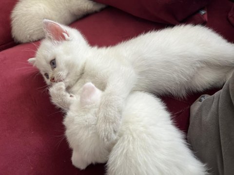 Safkan bebeklerim british shorthair