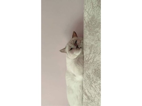 British shorthair eyes blue kedi
