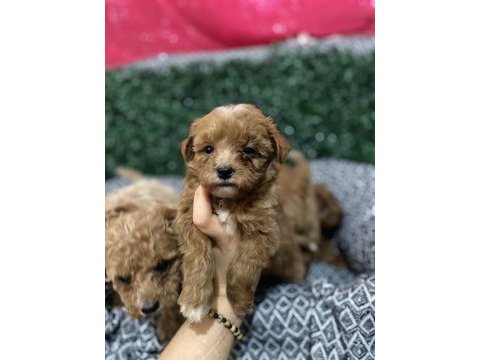 Maltipoo bebek köpekler
