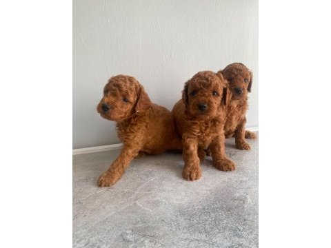 A kalite poodle