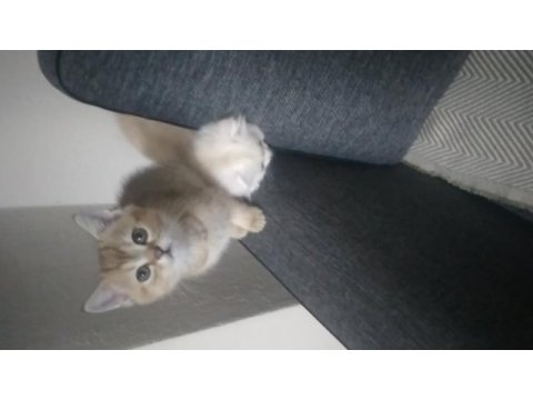 Paşa iki aylık british shorthair