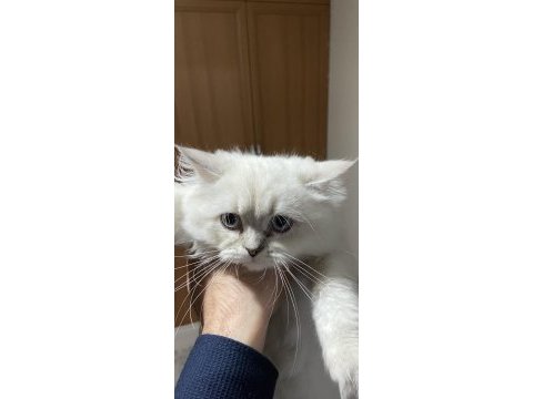 Oyuncu british longhair erkek