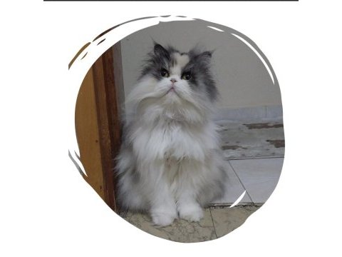 Kız evlada sahıp olmak isteyen