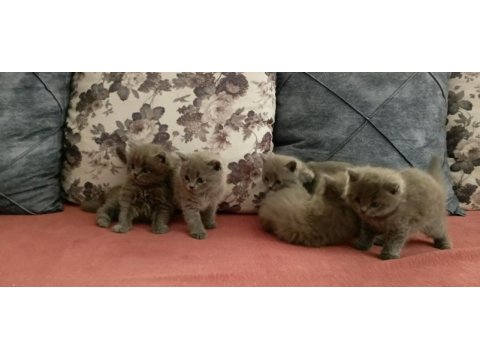 British shorthair yavrularımız