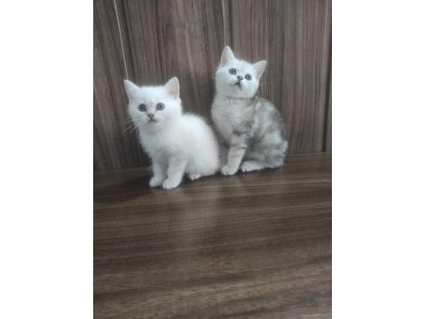 British shorthair bebeklerim