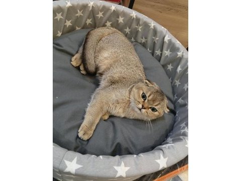 Scottish fold yavru