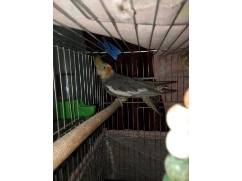 2 adet sultan papağanı