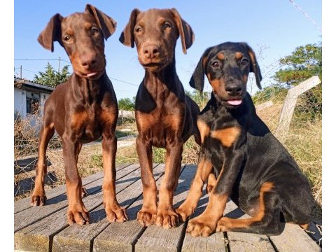 Safkan european kızıl doberman yavru
