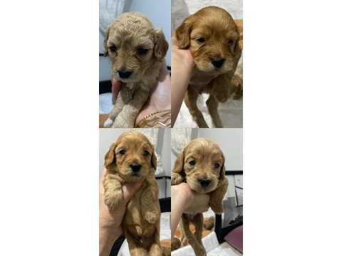 Ankara toy poodle yavruları sahiplerini bekliyor